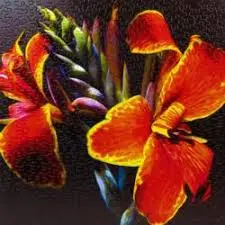 Madera Canna Lily (500Pc) 1