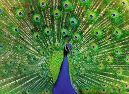 Peacock (500Pc) 1