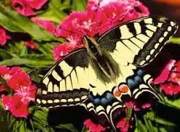 Butterfly (500Pc) 1