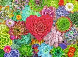 Succulent Love (500Pc) 1