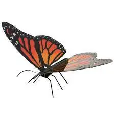 Monarch Butterfly 1