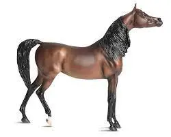 Arabian: Marciea Bey 1