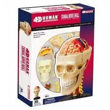 4D Human Cranial Nerve Skull Anatomy Model 1