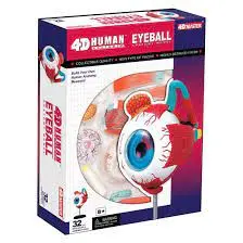 Eyeball Anatomy 4-D 1