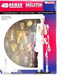 Human Skeleton  4-D 1