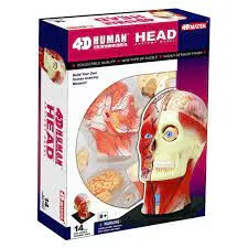 4D Human Head Anatomy Model 1
