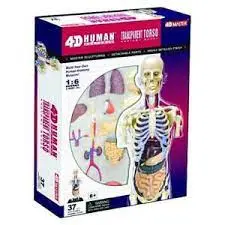 4D Human Transparent Torso Anatomy Model 1