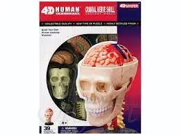 Human Brain  4-D Cranial Nerve Skull 1