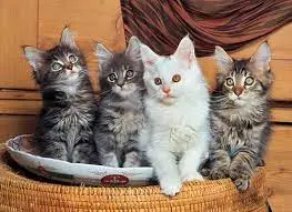 Maine Coon Cats (500Pc) 1