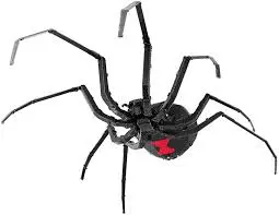 Black Widow Spider 1