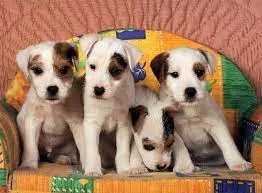 Jack Russell Terriers (500Pc) 1